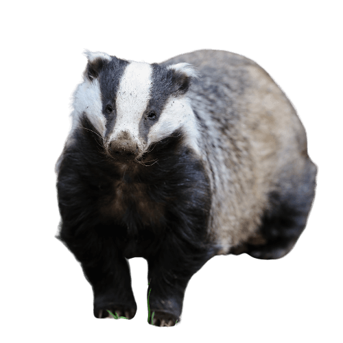 Badger in grass