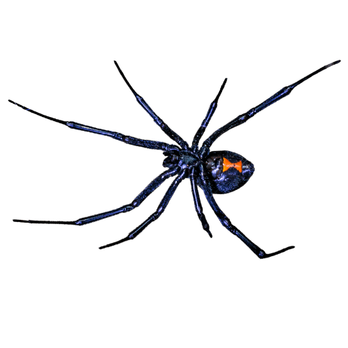 Black widow spider with red hourglass