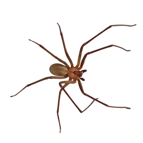 Brown recluse spider close-up