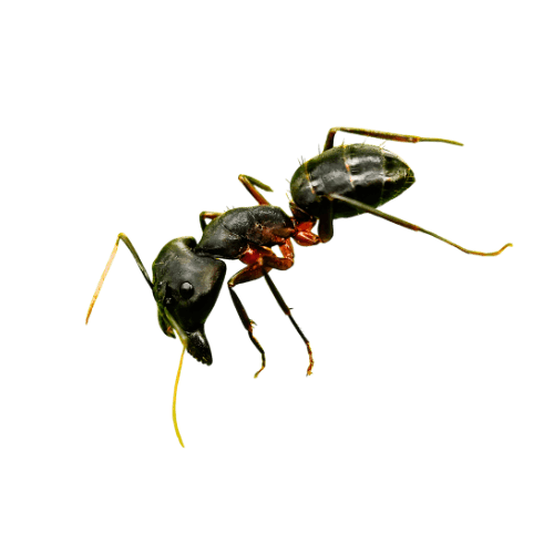 Carpenter ant close-up