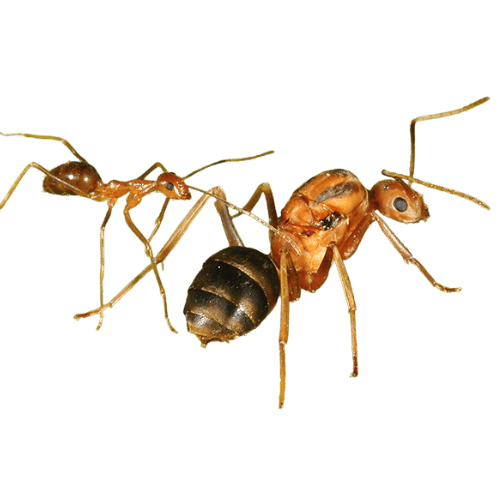 Argentine/crazy ants trail