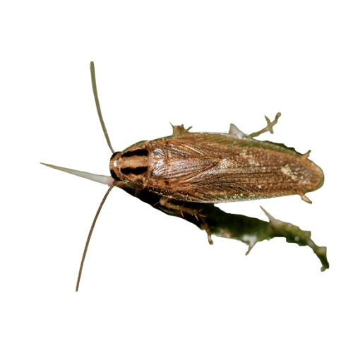 German cockroach close-up