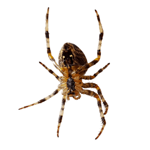 Common house spider in web