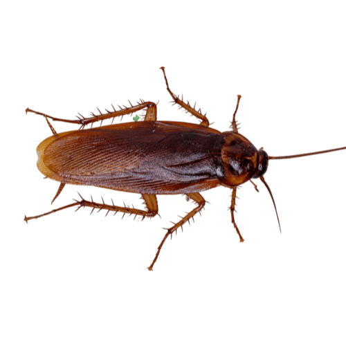 American cockroach on floor