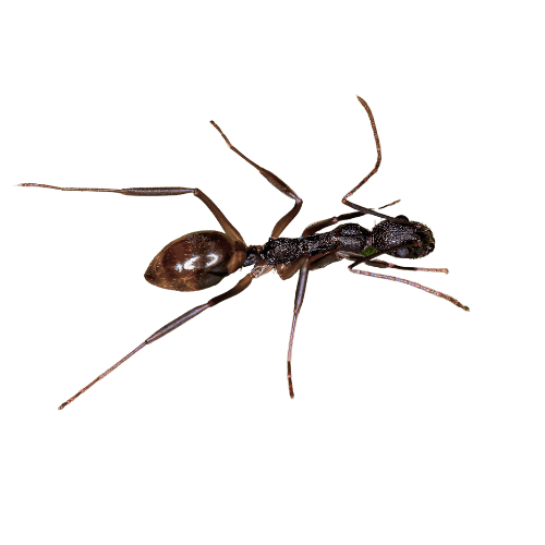 Odorous house ant