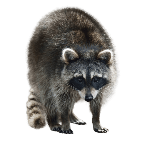 Raccoon near trash bins