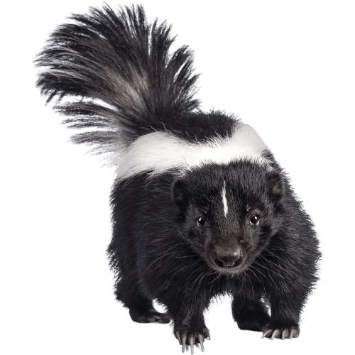 Skunk near a yard