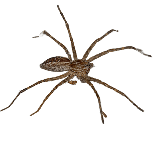 Wolf spider on floor